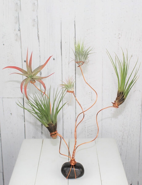 Picture of Airplant Wire Tree - January 23rd @ 6:30pm