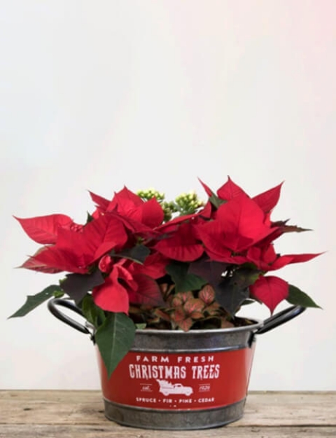 Picture of Christmas Tree Planter Basket, $65.00 Value
