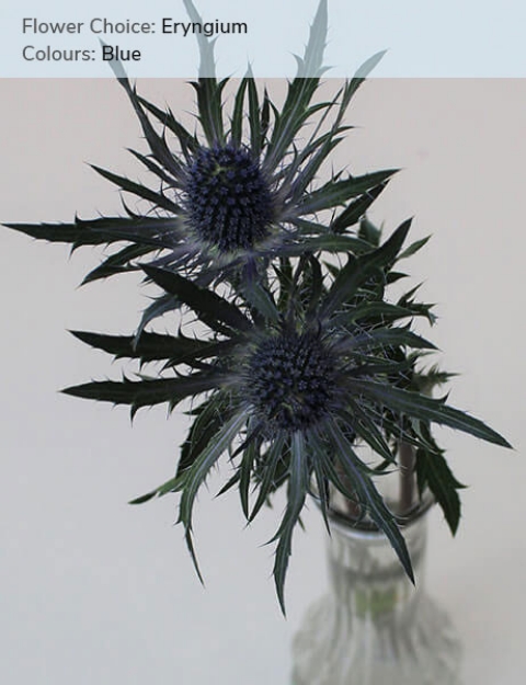 Eryngium - Blue