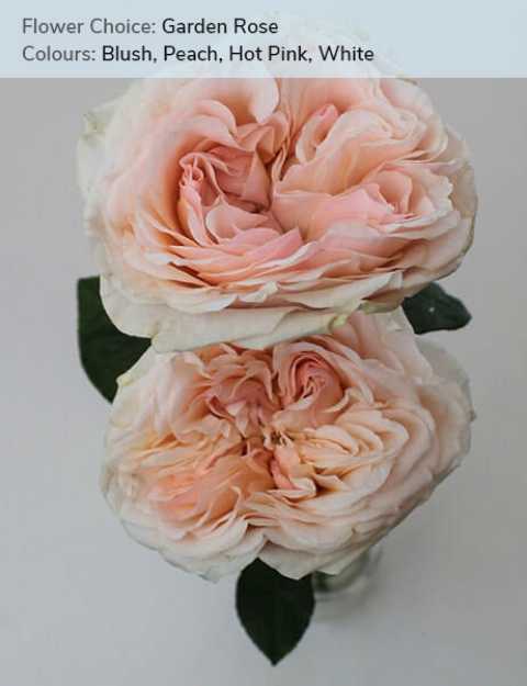 Garden Rose - Blush, Peach, Hot Pink, White