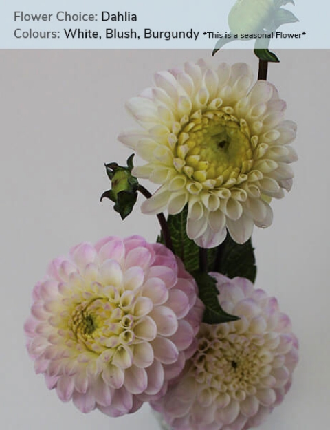 Dahlia -White, Blush, Burgundy *This is a seasonal Flower* 