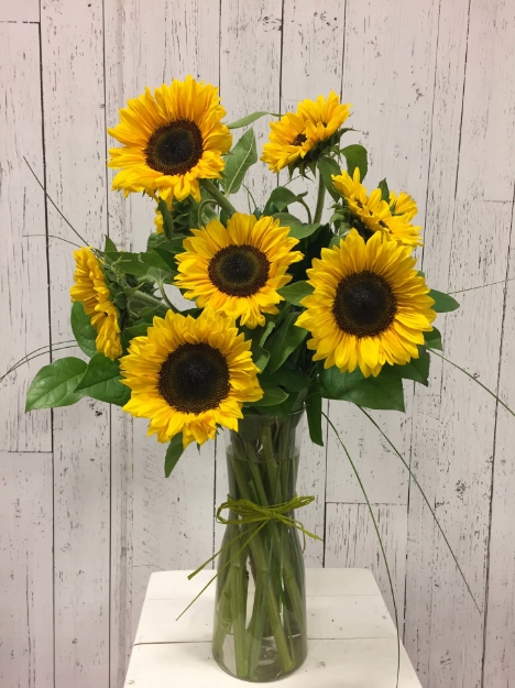 Picture of Alberta Sunflower
