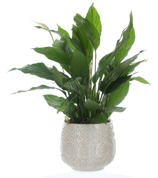 Picture of Pretty Peace Lily Plant