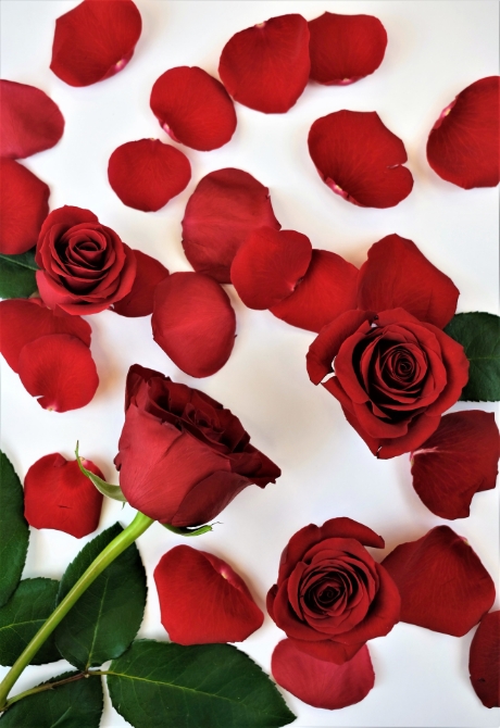 Show products in category Roses Picture for category Roses